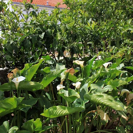 With A Parking Space Hvar - 624 Hvar Town