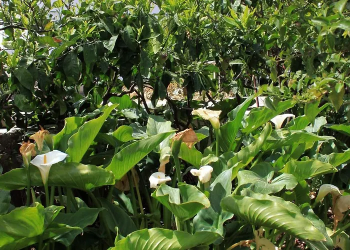 With A Parking Space Hvar - 624 Χβαρ